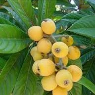 loquat leaf extract