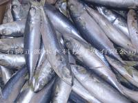 frozen mackerel