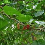  mulberry leaf extract