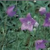  platycodon extract