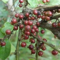pubescent Holly root extract