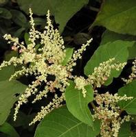 resveratrol