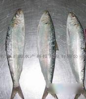 frozen sardine