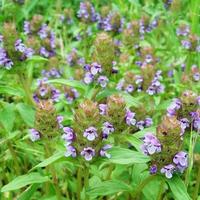 selfheal extracts