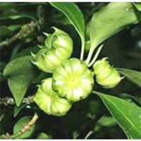shikimic acid 