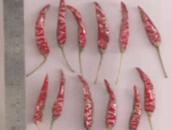 Red dry Chilli; Indapur With Stem
