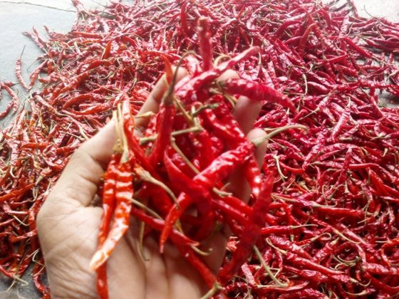 Dry red chilli: Teja with stem on wholesale