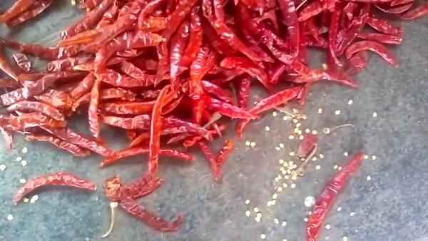  Stemless Red Chilli Type -Teja Stemless