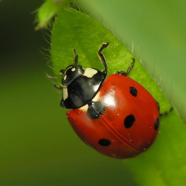 Crafted Bugs for Garden Decoration