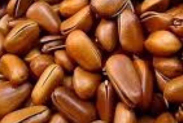 Pine Nuts (With Shell)
