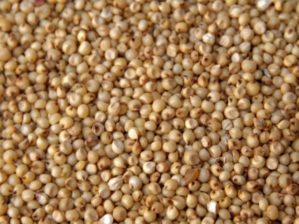 Sorghum (Jowar)