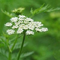snowparsley extract 