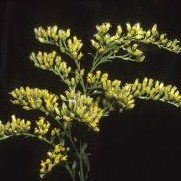  solidago canadensis extracts