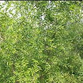  zizyphus jujube leaf extract