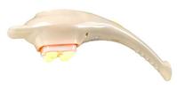 Smart and Intellective Massager--MYH-3F
