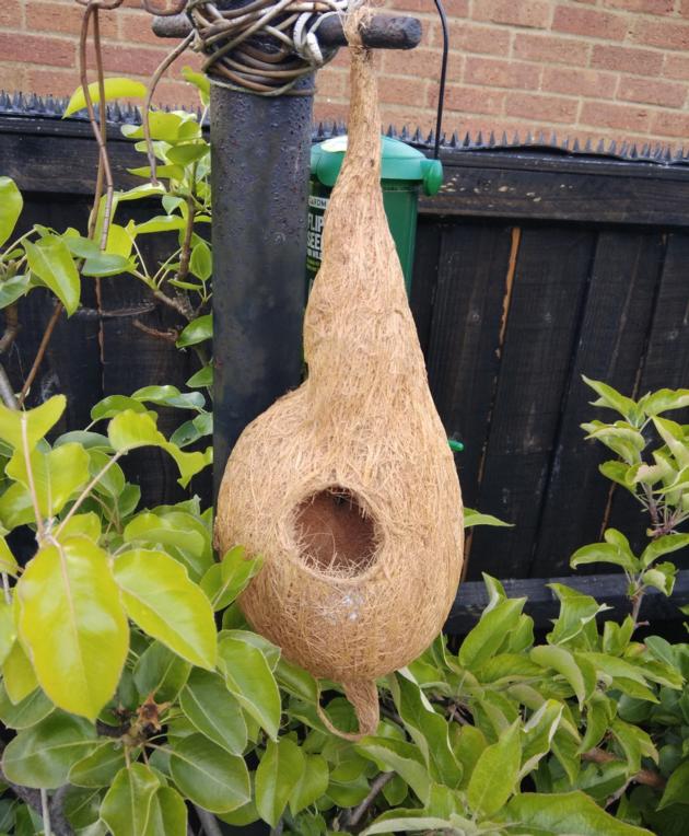 coir bird nest