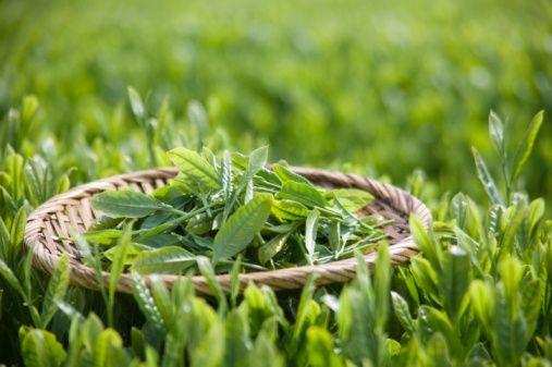 Green Tea extract---New Mstar---Simin