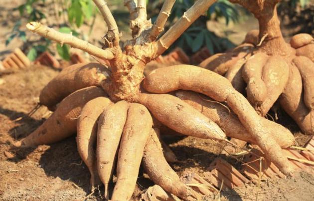 Cassava