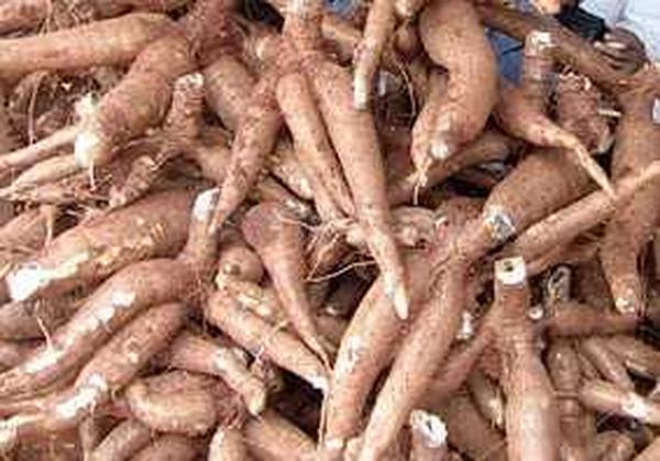 Cassava