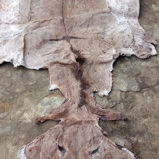 Donkey Hide / Skin
