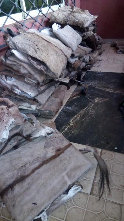 Donkey Hide Skin