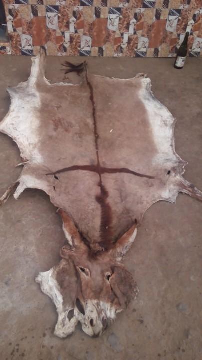 Donkey Hide Skin