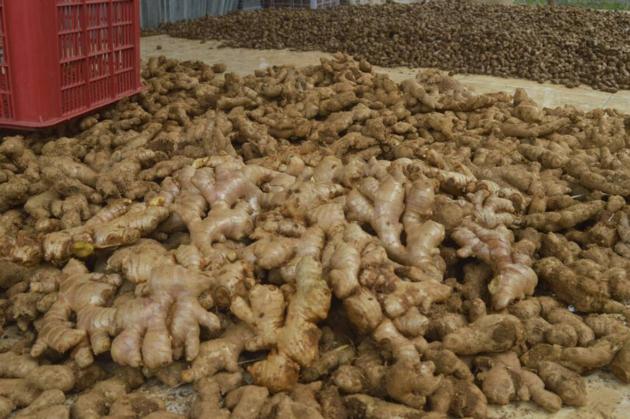 Ginger Elephant