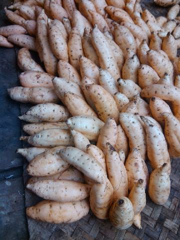 Sweet Potato