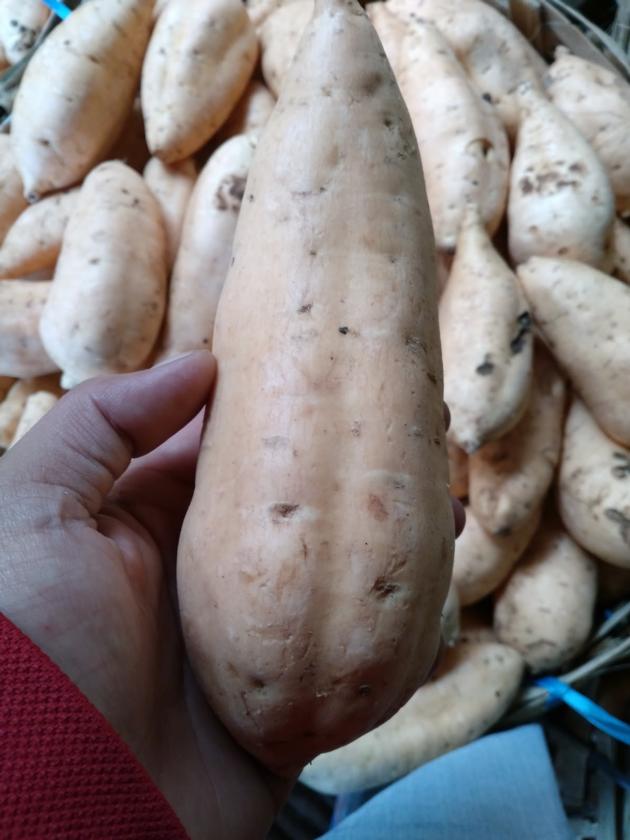 Sweet Potato
