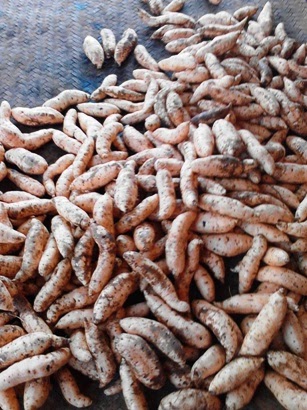 Sweet Potato