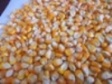 SELL YELLOW MAIZE