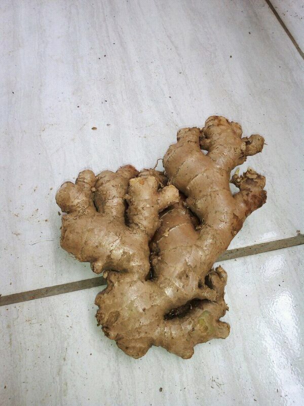 Ginger elephant