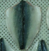 Mackerel Flaps (HGT) (SCOMBER JAPONICUS