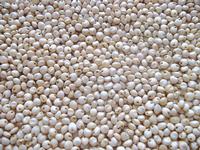 SELL WHITE SORGHUM