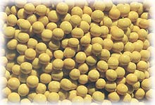 Beans