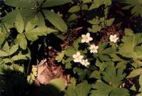 Anemone dichotoma extract