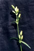 Melandrium firmum extract