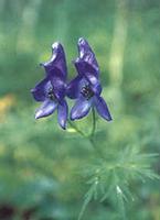Aconitum ambiguum extract