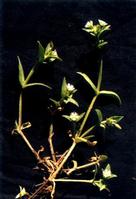 Cerastium arvense extract