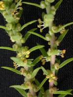 Kochia scoparia extract