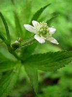 Anemone rivularis extract