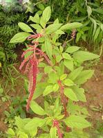 Amaranthus caudatus extract