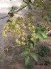 Elderberry  extract