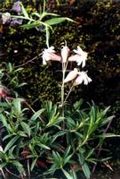 Silene repens part extract