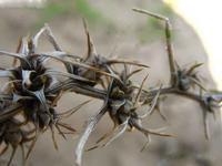 Agriophyllum squarrosum extract
