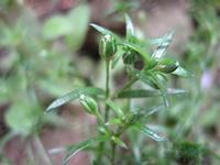Sagina japonica  extract