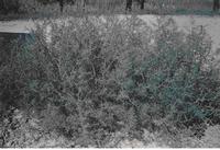 Salsola collina pall extract