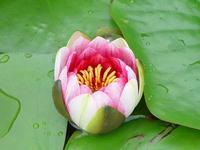 Nymphaea tetragona extract