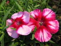 Dianthus chinensis extract
