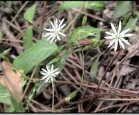 Stellaria media extract